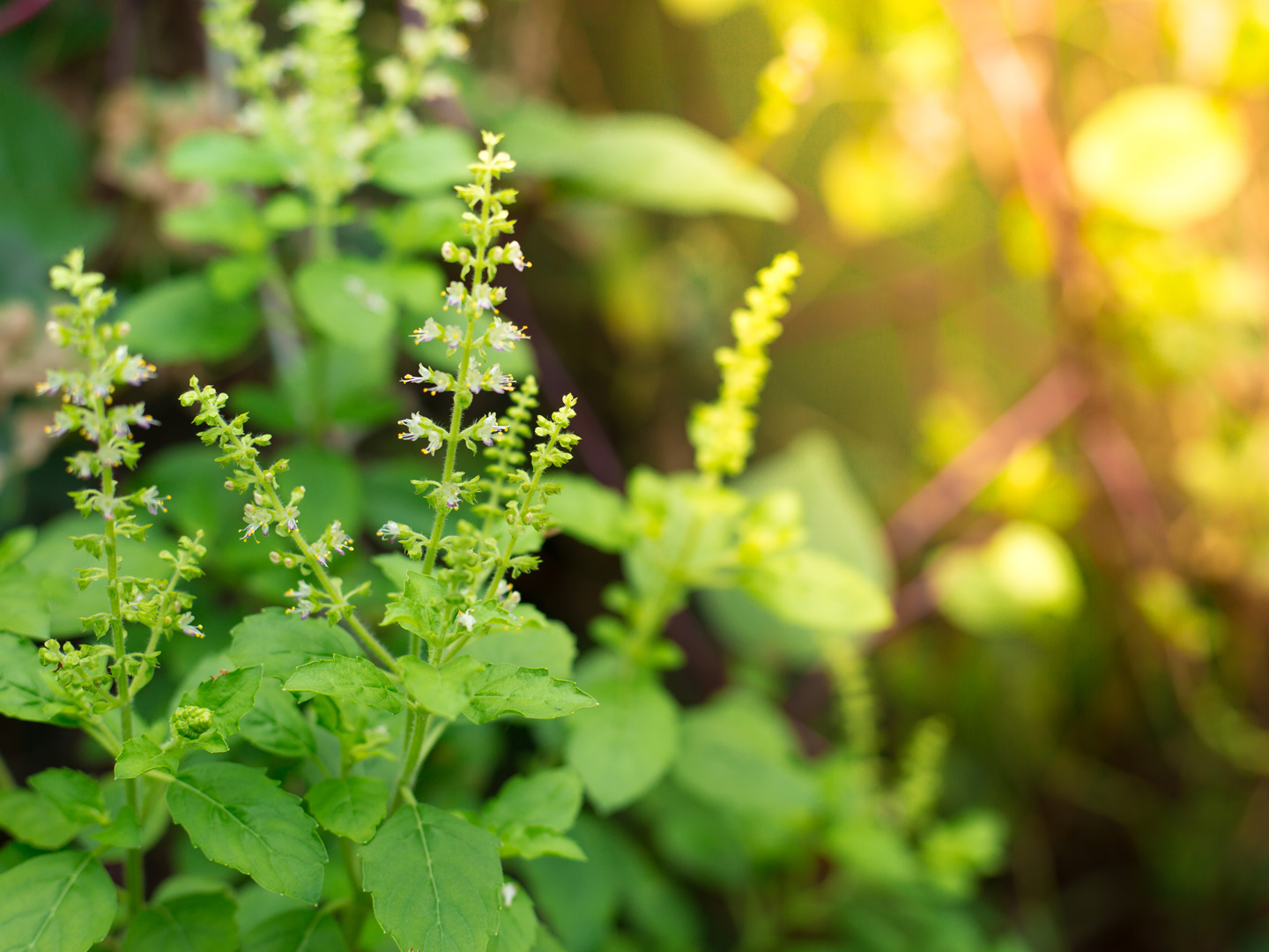 Tulsi – the magical sacred herb of Ayurveda 